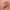 Kursus: Lash lift og Brow lamination, Skanderborg 11. November 2025